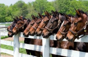 other equine